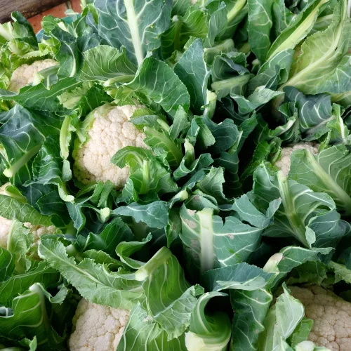 A closeup shot of cauliflower from Roselea Farm Shop and Nursery
