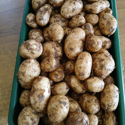 Potatoes in a green box container from Roselea Farm Shop and Nursery