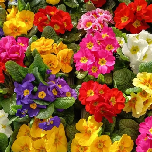A closeup shot of colourful flowers from Roselea Farm Shop and Nursery